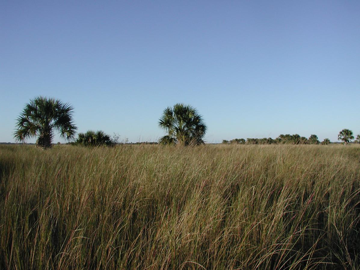 Basin Marsh