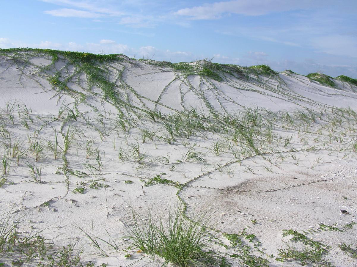 Beach Dune