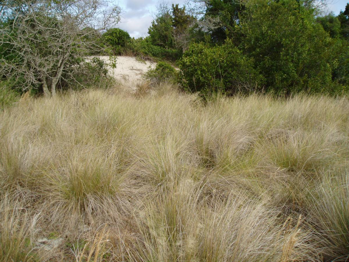 Coastal Interdunal Swale