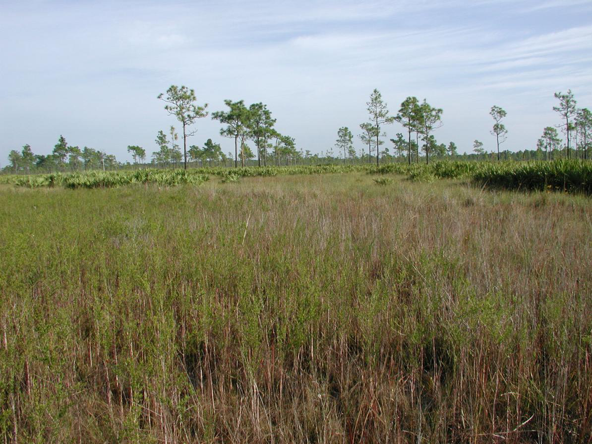 Depression Marsh