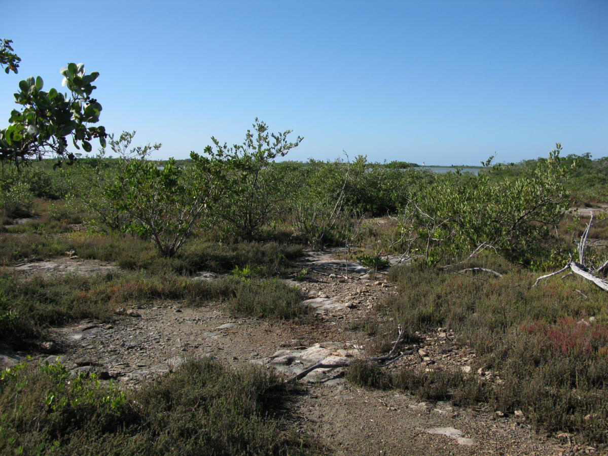 Keys Tidal Rock Barren