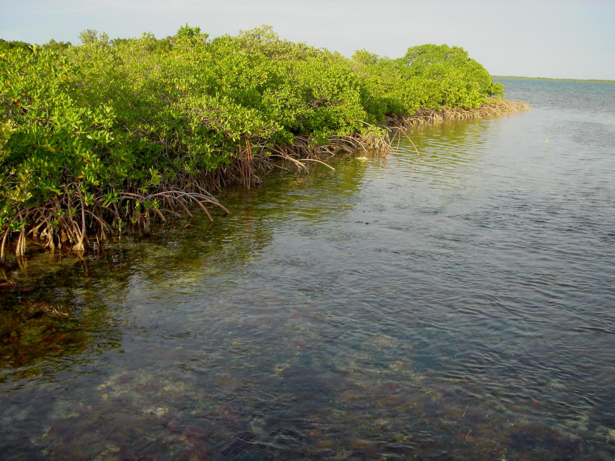 Mangrove Swamp