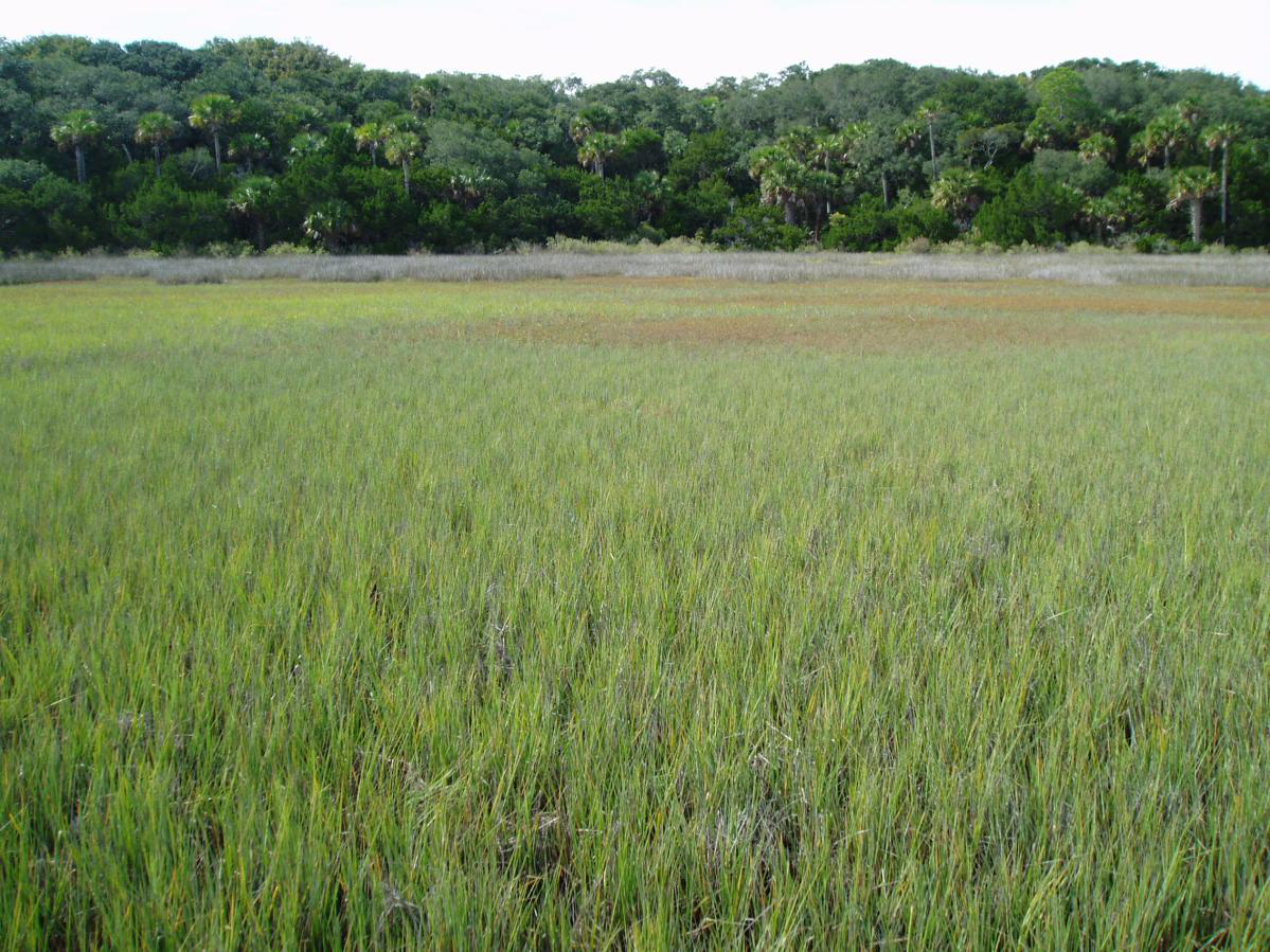 Salt Marsh